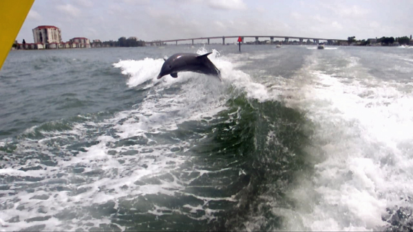 dolphins surfing the wake